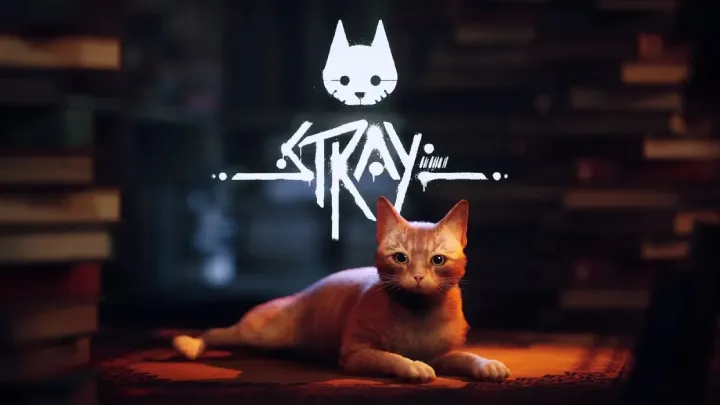The Role of Loneliness and Connection in Stray
