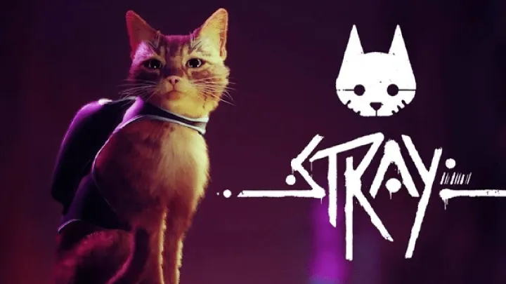 Tips & Guides for Stray